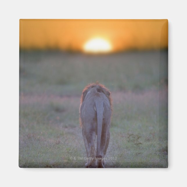 Lion Walking Magnet (Vorne)