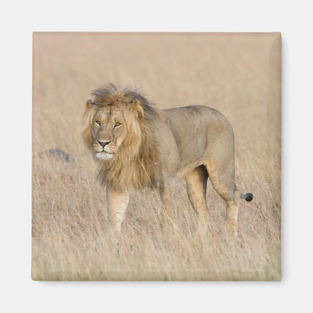 Lion Walking Magnet (Vorne)