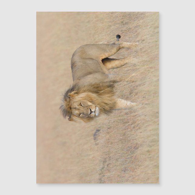 Lion Walking Magnetkarte (Vorderseite)