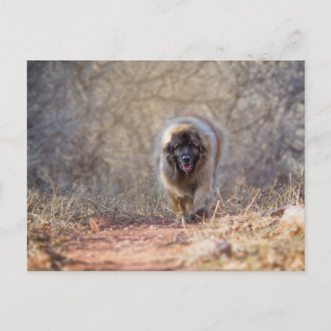 Lion Walking Postkarte (Vorderseite)