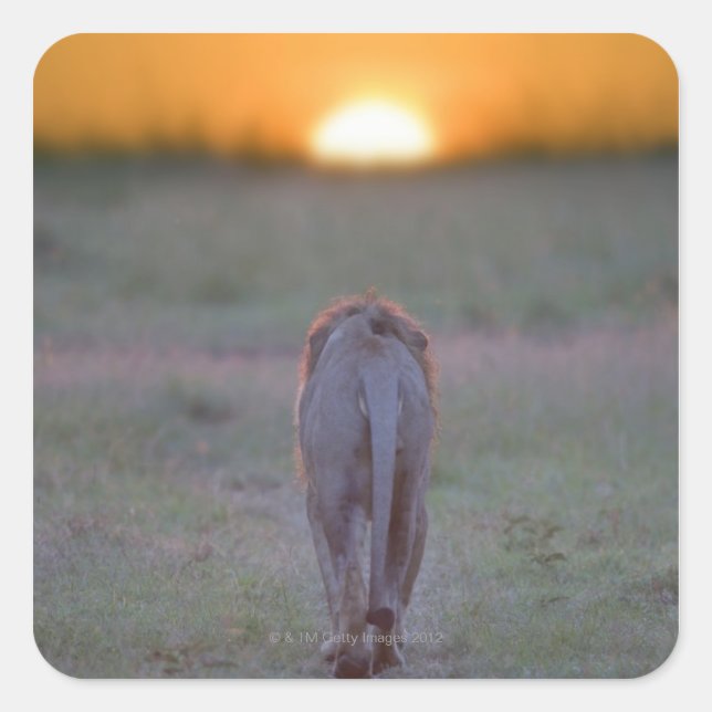 Lion Walking Quadratischer Aufkleber (Vorderseite)