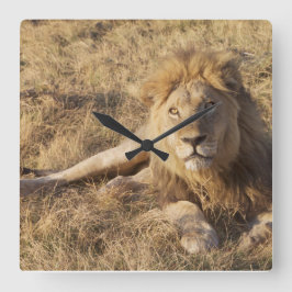 Lion Wall Clock Quadratische Wanduhr