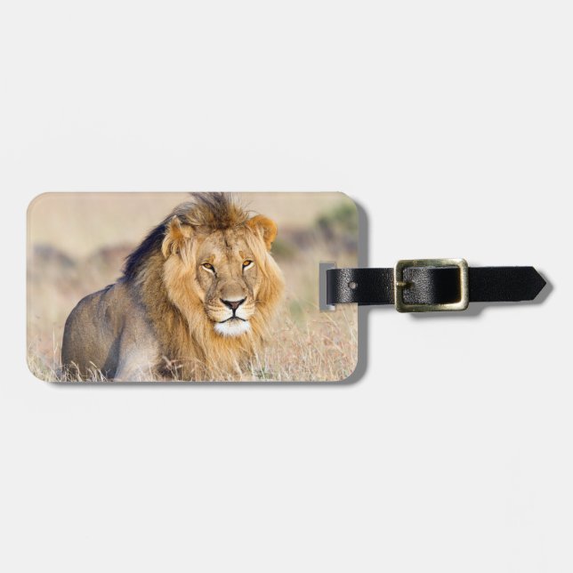 Lion wild life photography Africa Safari animal Gepäckanhänger (Vorderseite horizontal)