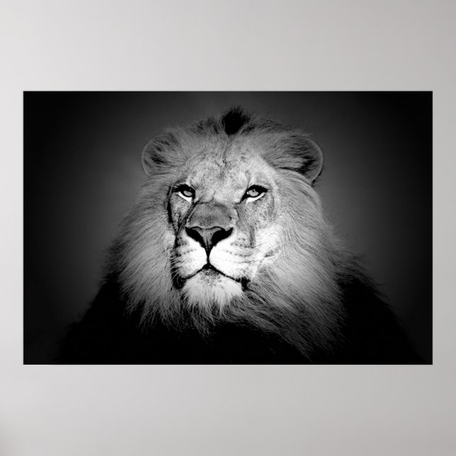 Lion - Wilde Tierfotografie Poster (Vorne)