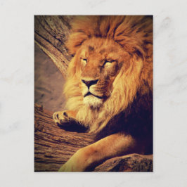 Lion Wildlife Africa Postkarte