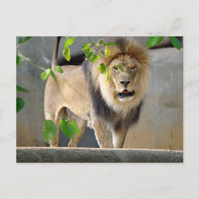 Lion Wildlife Postcard Postkarte (Vorderseite)