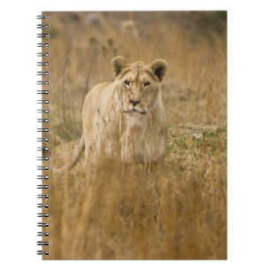 LIONEN IM GRASS NOTIZBLOCK