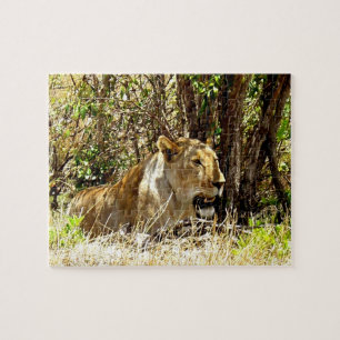Lioness