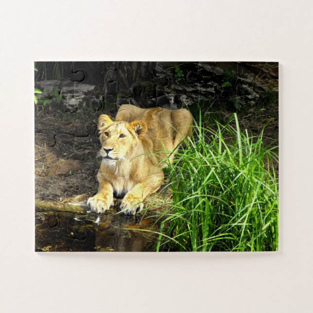 Lioness (Horizontal)