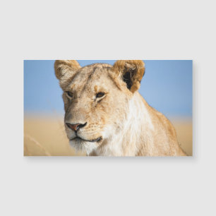 Lioness Against Blue Magnetkarte