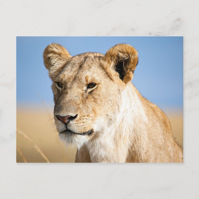 Lioness Against Blue Postkarte (Vorderseite)