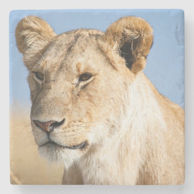 Lioness Against Blue Steinuntersetzer (Vorderseite)