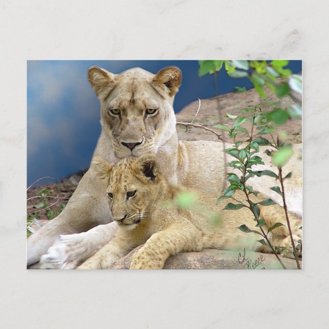 Lioness and Cube Postcard Postkarte (Vorderseite)