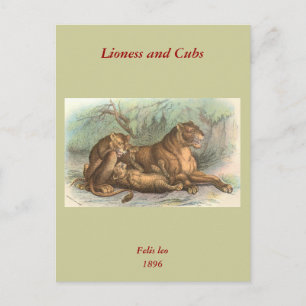 Lioness and Cubs, Felis leo Postkarte