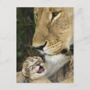 Lioness and Newborn Postkarte