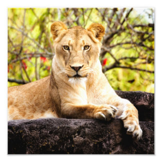Lioness auf den Felsen Fotodruck