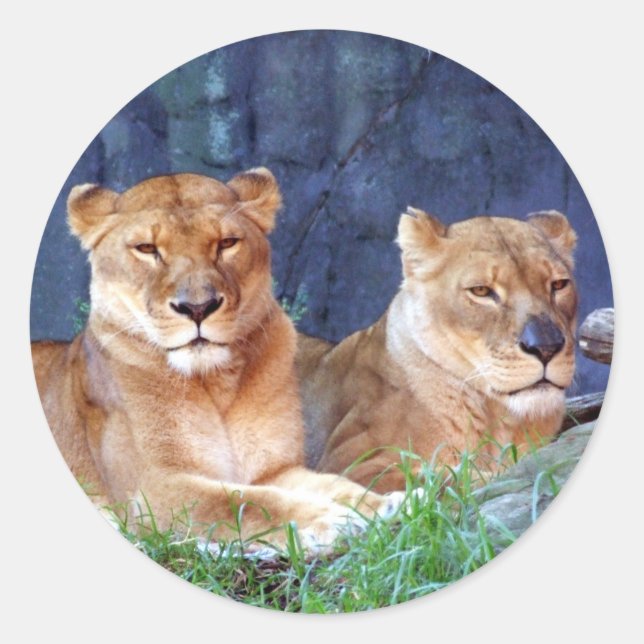 Lioness-Aufkleber Runder Aufkleber (Vorderseite)