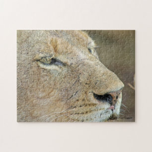 Lioness Face