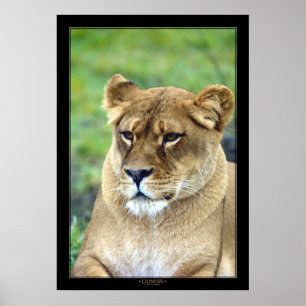 Lioness (Farbversion) Poster