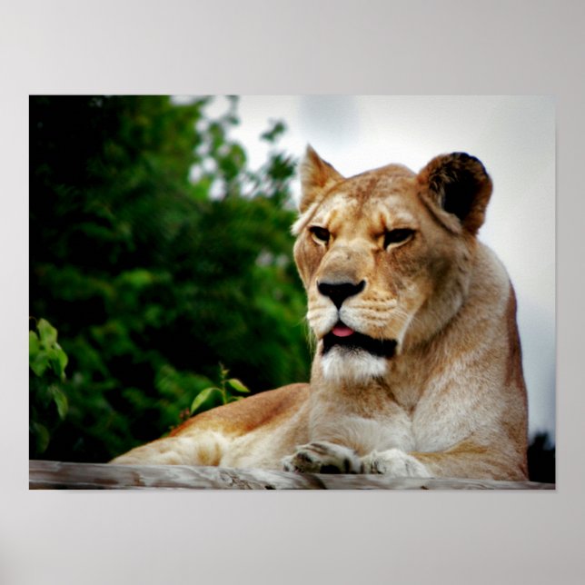Lioness Fotografie Poster (Vorne)