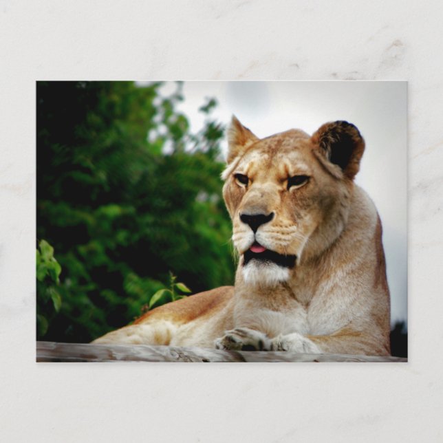 Lioness Fotografie Postkarte (Vorderseite)
