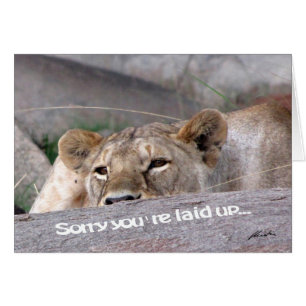 Lioness 'gelegt'