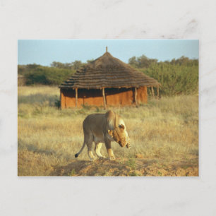 Lioness in Namibia Postkarte