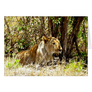 Lioness-Karte in Kenia