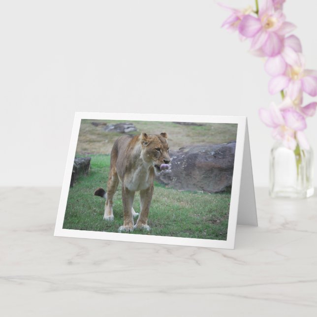 Lioness Licken Lippen Karte (Orchidee)