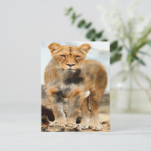 Lioness-Portrait Postkarte
