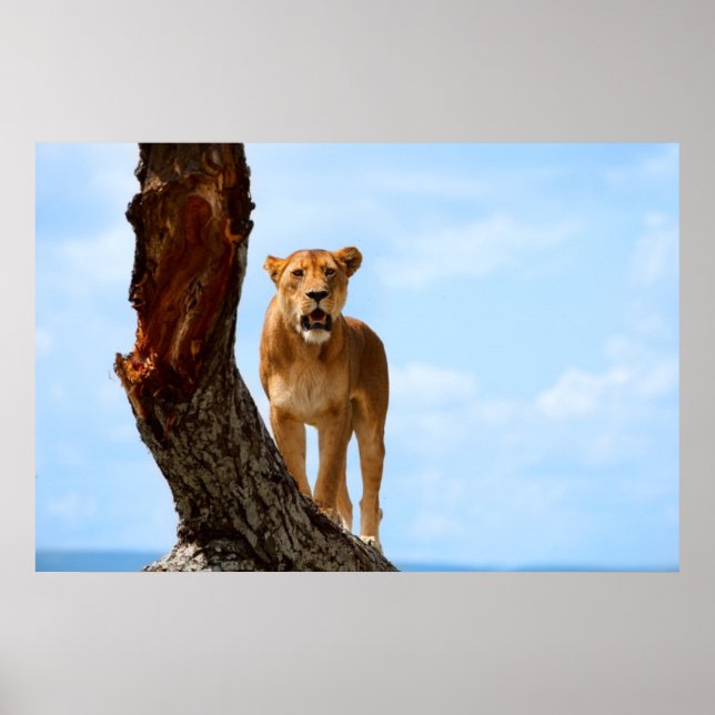 Lioness Poster (Vorne)