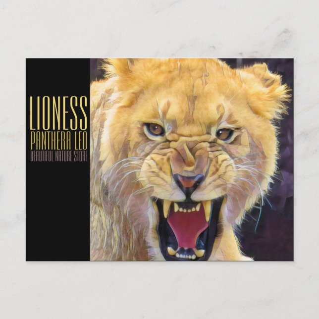 Lioness [Postkarte] Postkarte (Vorderseite)