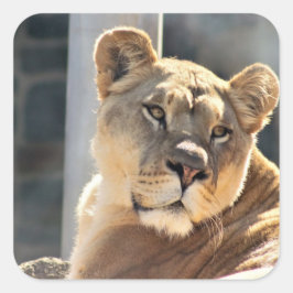 Lioness Quadratischer Aufkleber