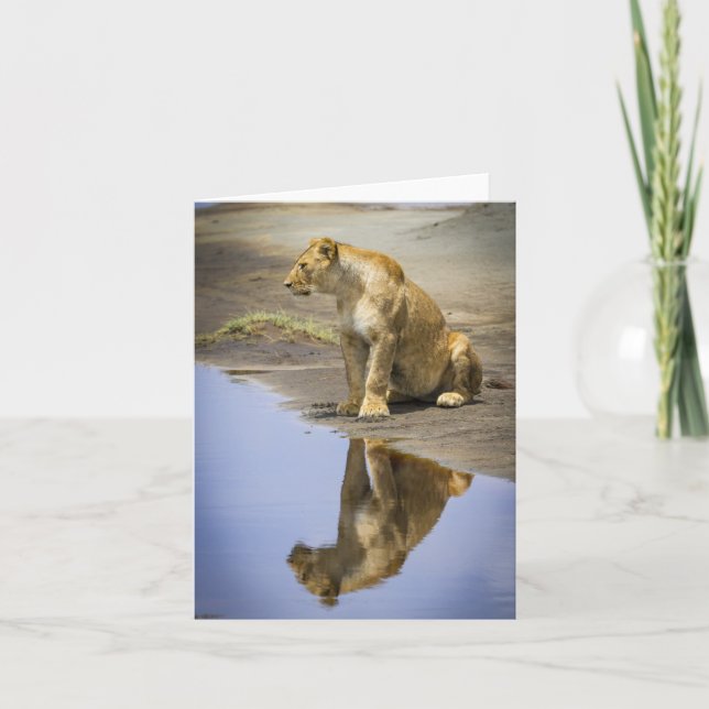 Lioness Reflection Mitteilungskarten (Vorderseite)