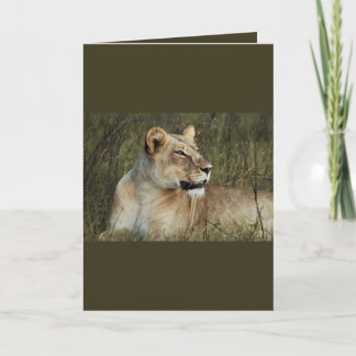 Lioness - Safari-Grußkarten Karte