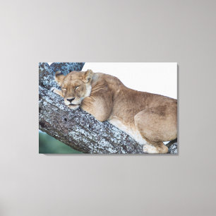 Lioness Schlafen in Bäumen Leinwanddruck