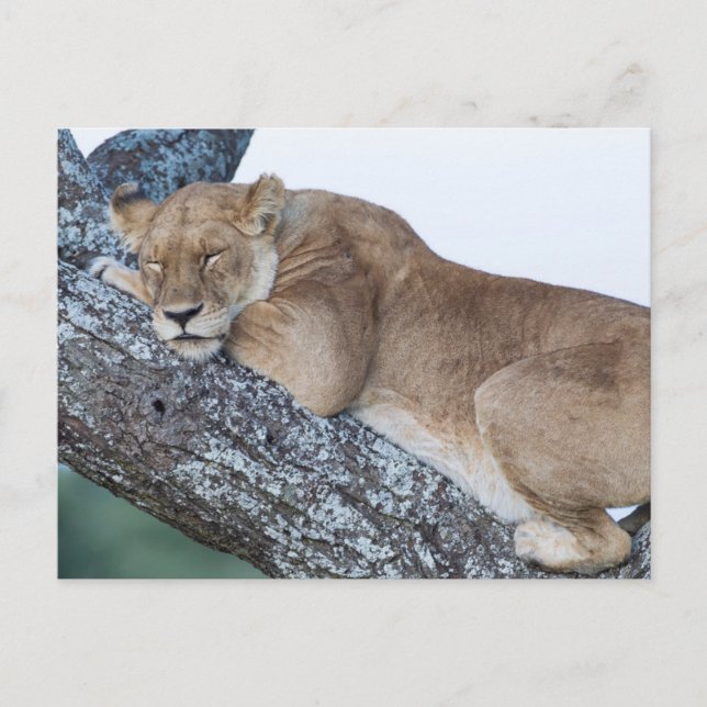 Lioness Schlafen in Bäumen Postkarte (Vorderseite)