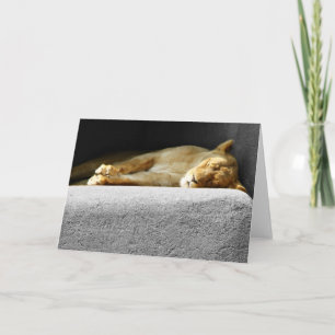 Lioness Sleeping Grußkarte Karte