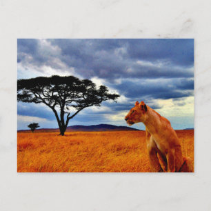 Lioness Storm Postkarte