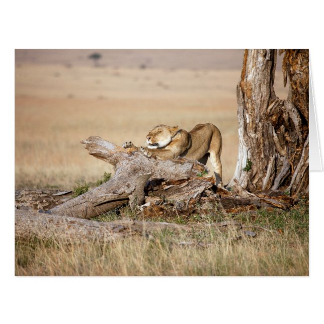 Lioness stretching (Vorderseite (Horizontal))