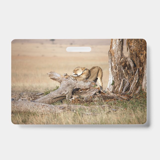 Lioness stretching ausweis (Vorderseite)