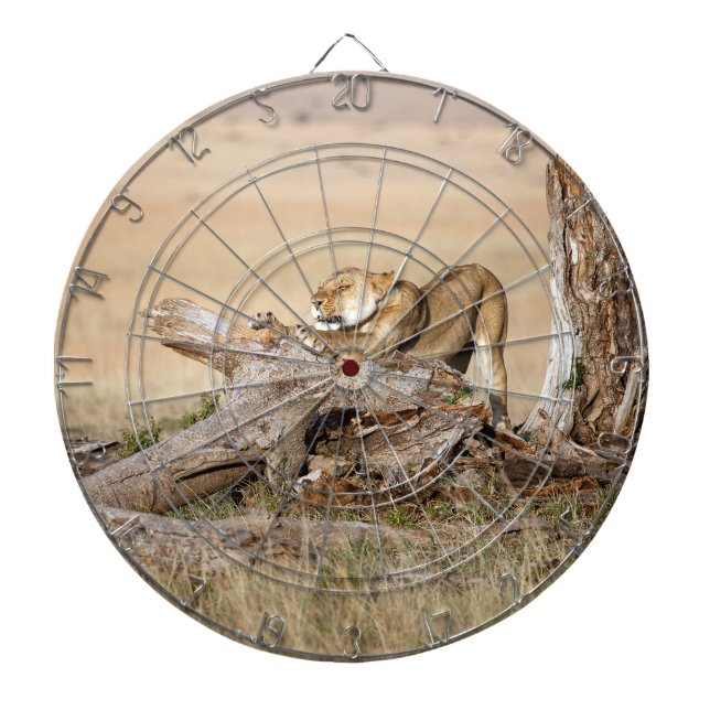 Lioness stretching dartscheibe (vorne)