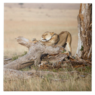 Lioness stretching fliese