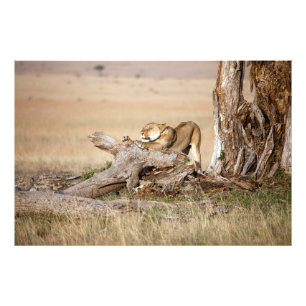 Lioness stretching fotodruck