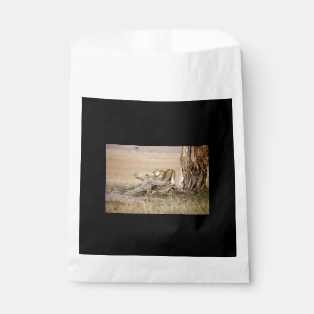 Lioness-Stretching Geschenktütchen (Vorderseite)