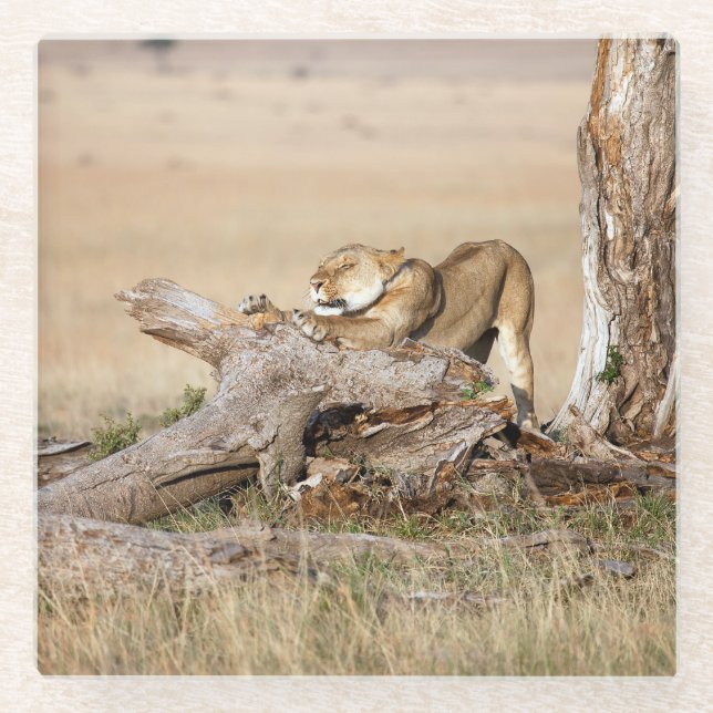 Lioness stretching glasuntersetzer (Vorderseite)