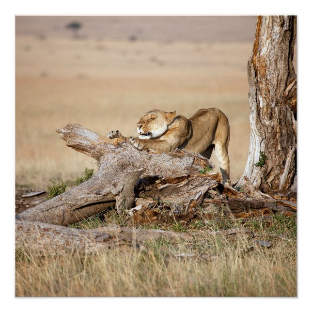 Lioness stretching poster (Vorderseite)