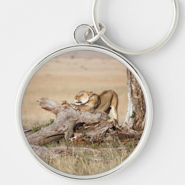 Lioness stretching schlüsselanhänger (Vorne)
