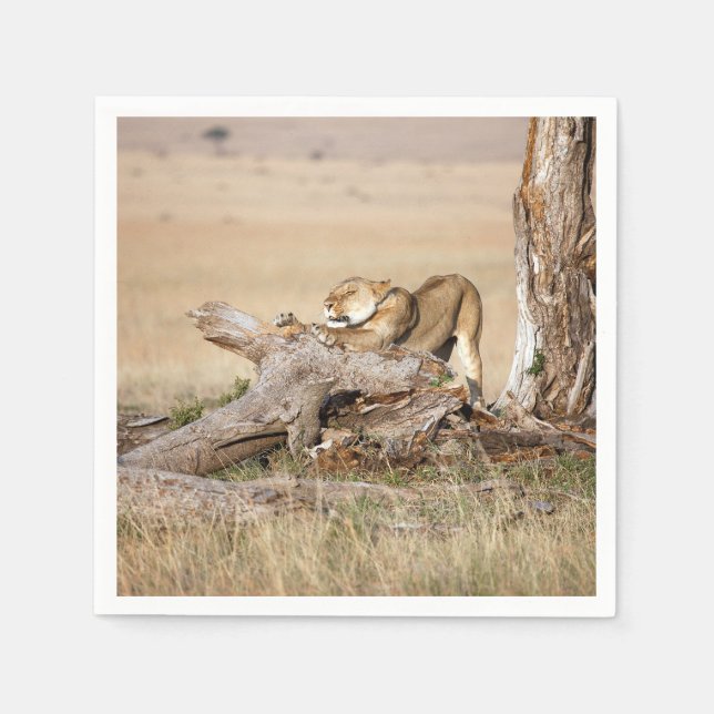 Lioness stretching serviette (Vorderseite)