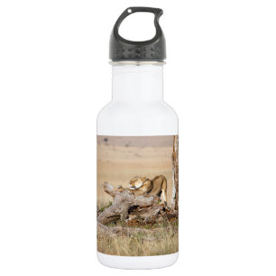 Lioness stretching trinkflasche